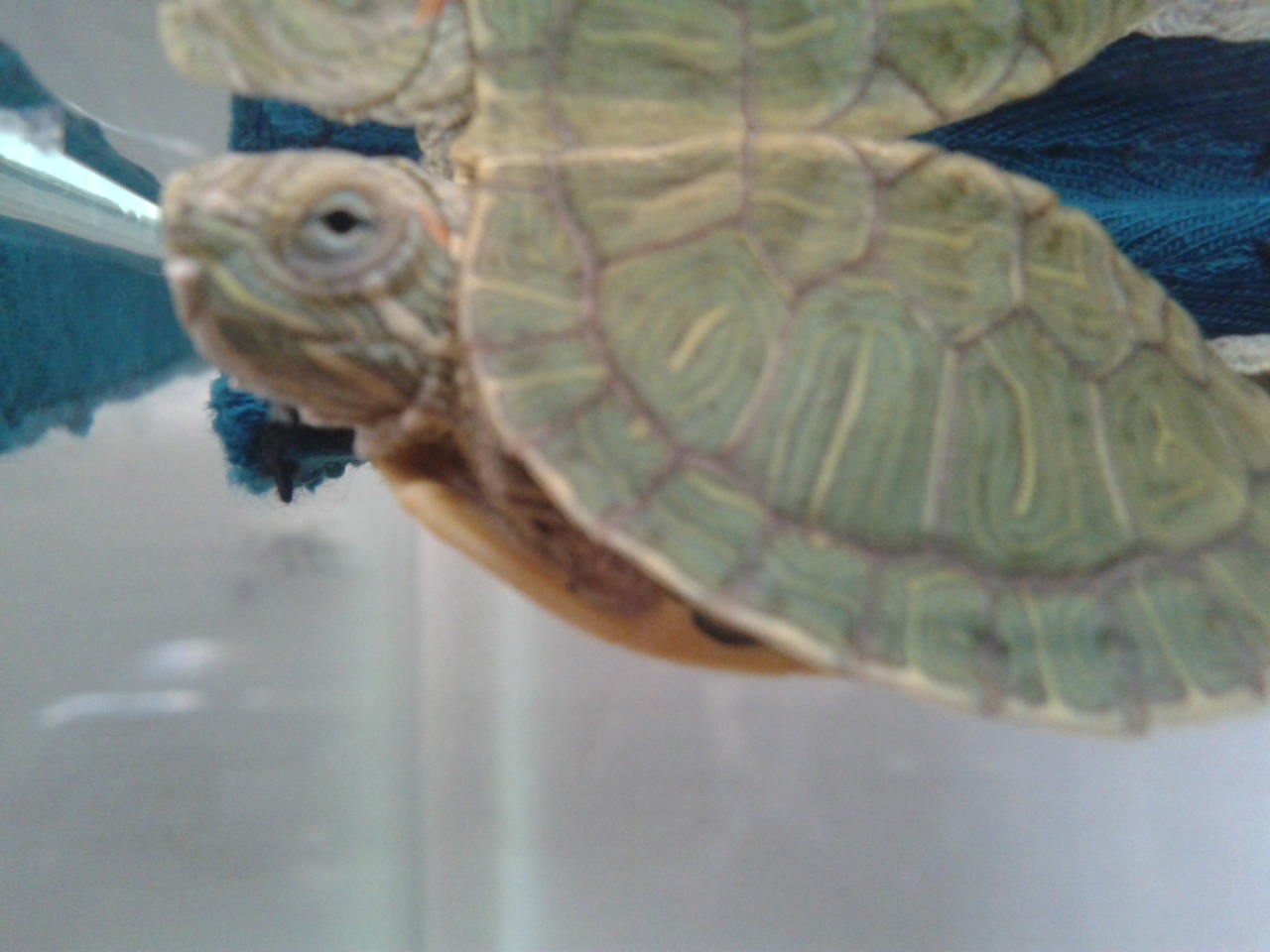 tortugas japonesas