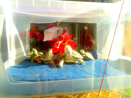 nuestras 4 tortugas aprobechando el sol de otoño