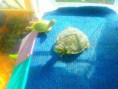 /album/ejemplos-de-tortugas/a20140417-154750-jpg/