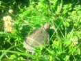 /album/ejemplos-de-tortugas/a20140418-164720-jpg/